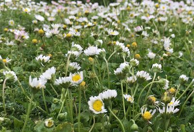 Close-up of white daisies blooming in field