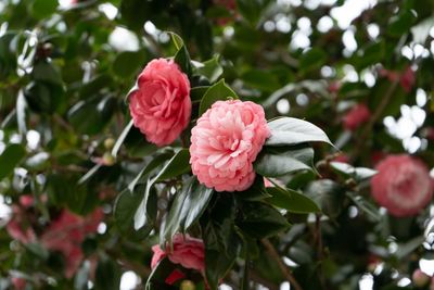 Close-up of pink rose