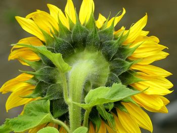 Close-up of fresh sunflower blooming outdoors