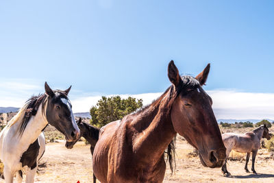 Wild horses in nevada desert