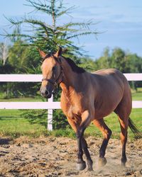 Horse standing on field against sky