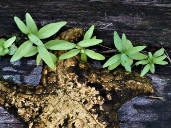 High angle view of small plant growing outdoors