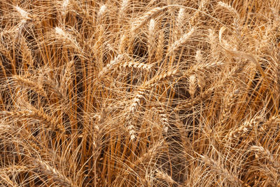 Full frame shot of golden wheat field