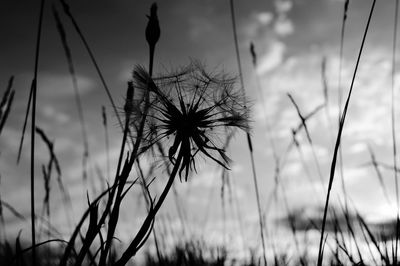 Close-up of dandelion on field against sky