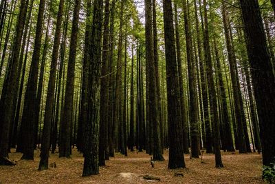 Panoramic shot of trees growing in forest