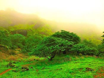 Trees in forest against sky during foggy weather