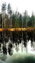 Reflection of trees in water