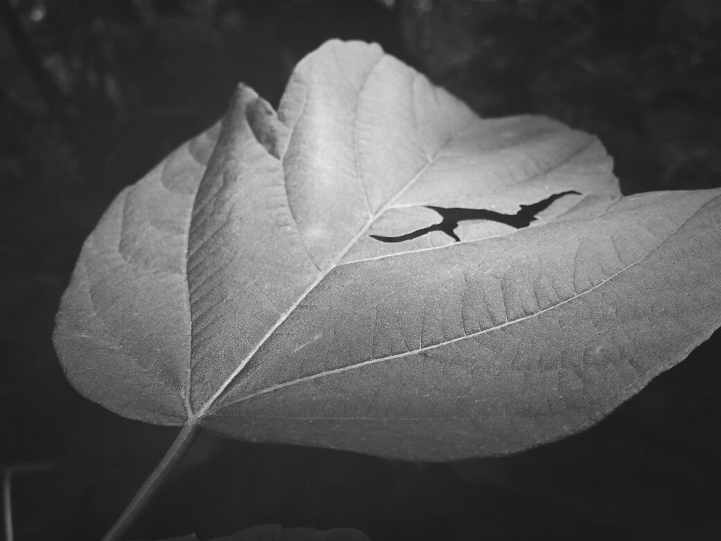 Leafphotography