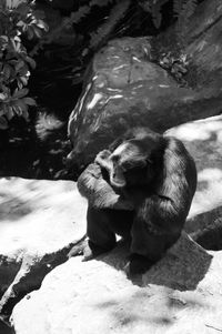 Close-up of monkey