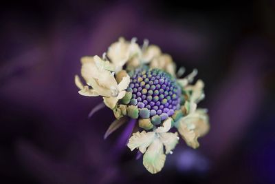 Close-up of yellow scabbious flower