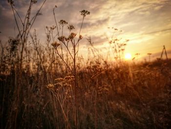 Close-up of plants on field against sky during sunset