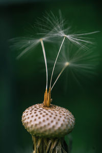 Close-up of dandelion on plant