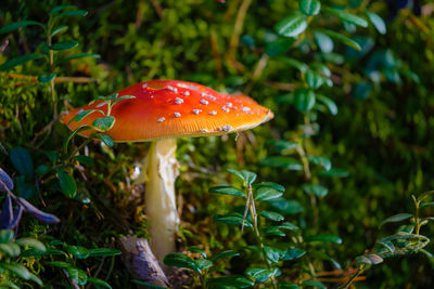 Close-up of mushroom growing amidst plants on field