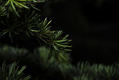 Close-up of pine tree