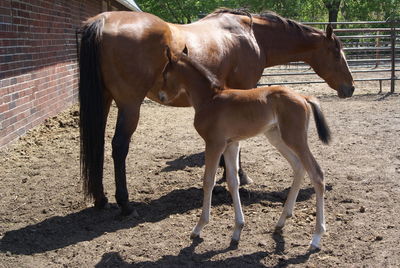 New foal with horse in paddock