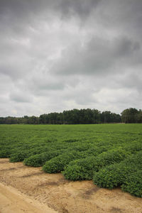 Scenic view of field against cloudy sky