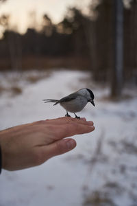Close-up of bird perching on hand