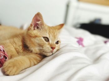 Close-up portrait of cat relaxing on bed at home