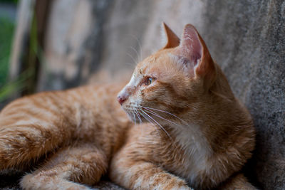 Close-up of a cat looking away