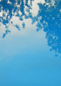 Low angle view of trees against blue sky