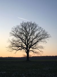 Silhouette bare tree on field against clear sky at sunset