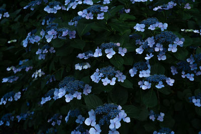 Close-up of purple hydrangea flowers