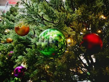 Close-up of christmas tree