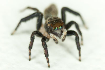 Close-up of spider