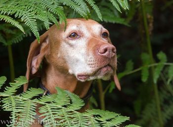 Close-up portrait of dog on plant