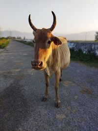 Portrait of cow on road