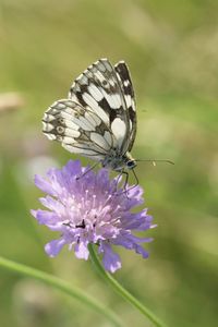 Close-up of butterfly pollinating on purple flower