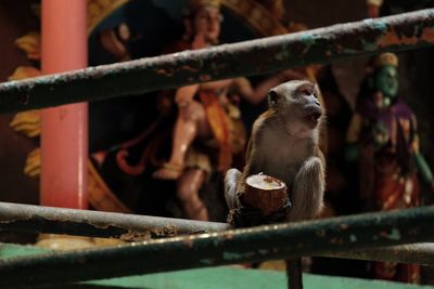 Close-up of monkey sitting on railing