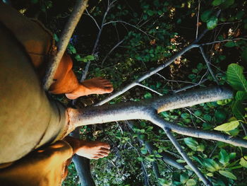 Close-up of hand holding leaves