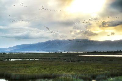 Bird flying over field against cloudy sky