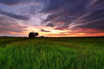 Scenic view of wheat field against sky during sunset