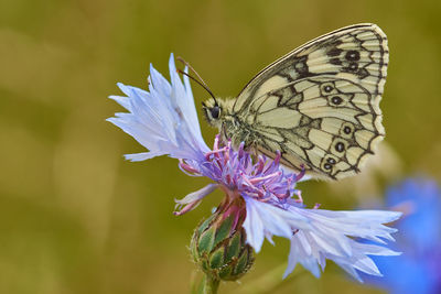 Close-up of butterfly pollinating on flower