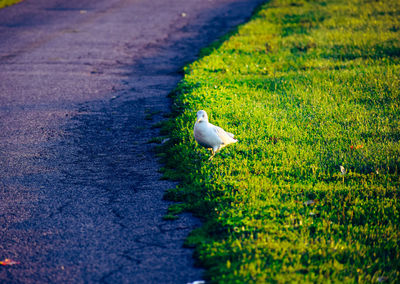 Seagull perching on a field