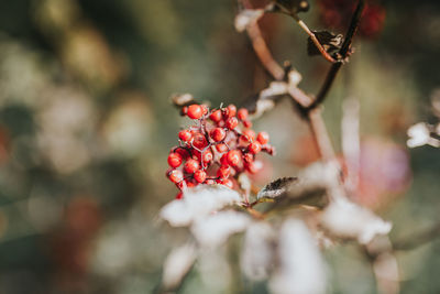 Close-up of red berries on tree