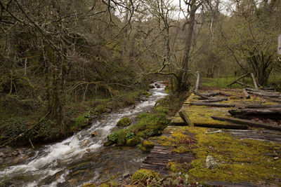 Stream flowing in forest