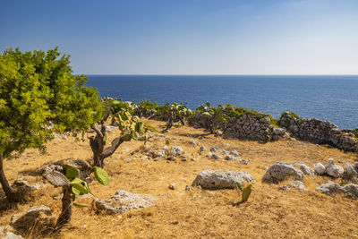 sea