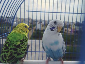 Close-up of parrot in cage