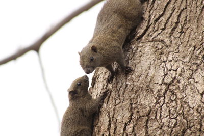 Close-up of squirrel on tree trunk