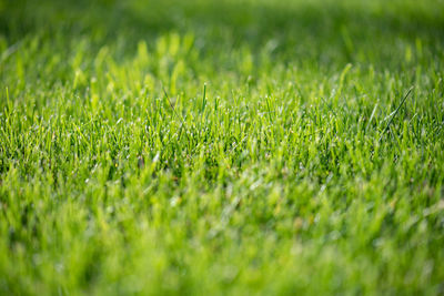 Green natural lawn close-up. short cut grass. the texture and background is bright green. 