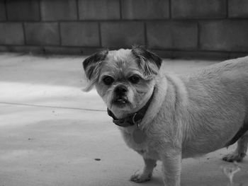 Portrait of puppy standing outdoors