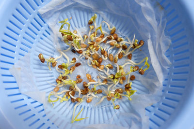 Close up of water spinach sprouts. hydroponic water spinach in vegetable basin.