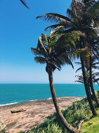 Coconut palm tree on beach against clear blue sky