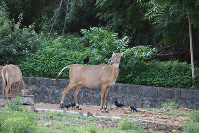 Nilgai standing in a field