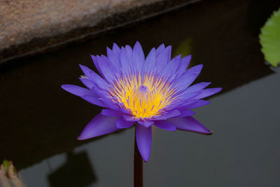 Close-up of water lily blooming outdoors