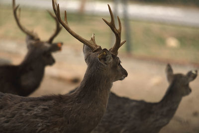 Close-up of deer on field