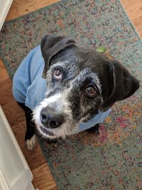 High angle portrait of dog relaxing on floor at home